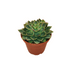 Echeveria 'Elisa' - Cactus en ligne