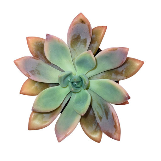 Echeveria 'Mariluz' - Cactus en ligne