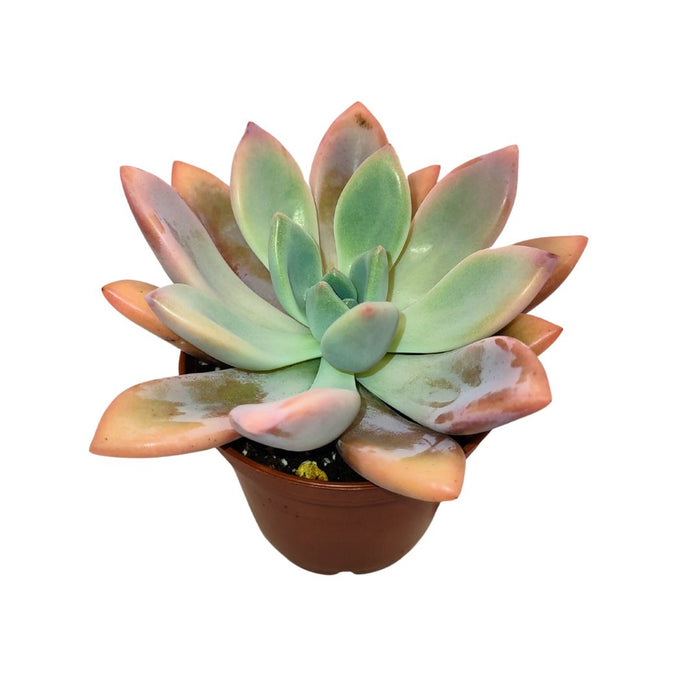 Echeveria 'Mariluz' - Cactus en ligne