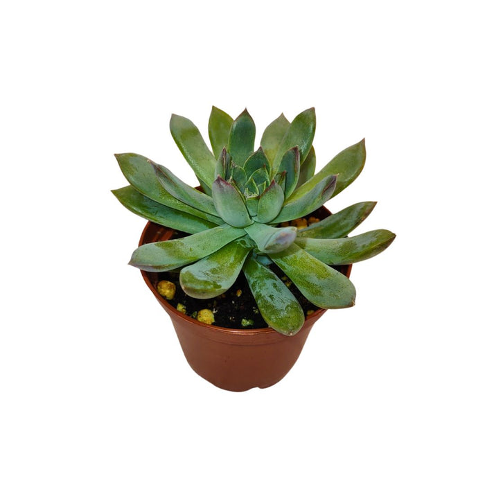 Echeveria 'Tequendama' - Cactus en ligne