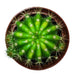 Echinopsis Calochlora - Cactus en ligne