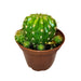 Echinopsis Calochlora - Cactus en ligne