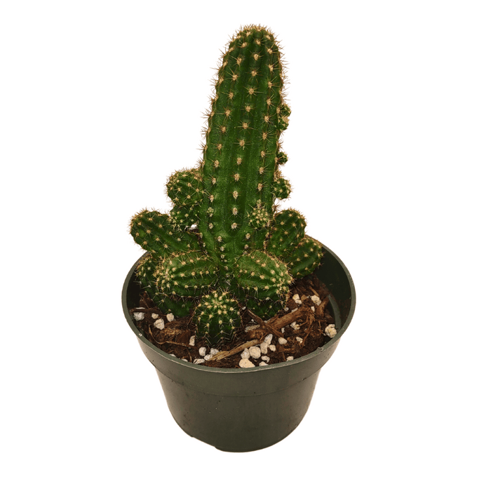 Echinopsis Chamaecereus - Cactus en ligne
