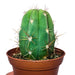 Echinopsis Terscheckii - Cactus en ligne