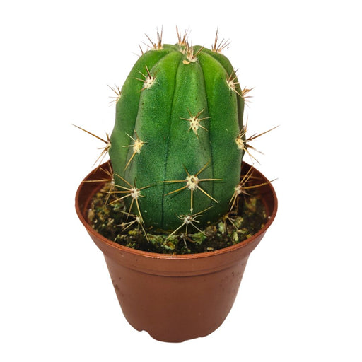 Echinopsis Terscheckii - Cactus en ligne