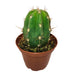 Echinopsis Terscheckii - Cactus en ligne