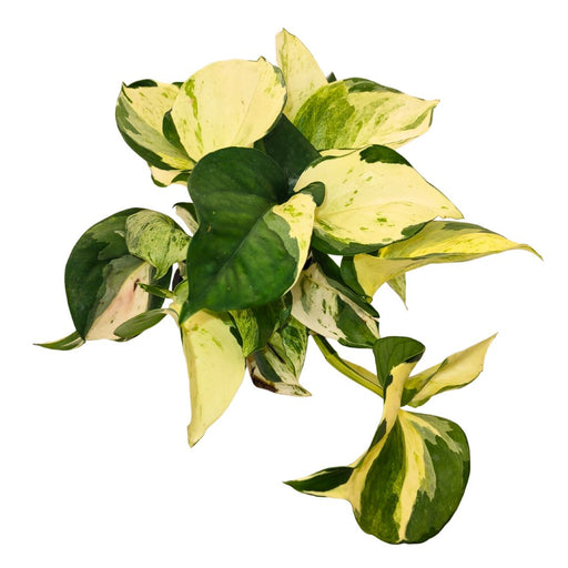 Epipremnum Aureum 'Manjula' - Cactus en ligne