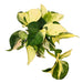 Epipremnum Aureum 'Manjula' - Cactus en ligne