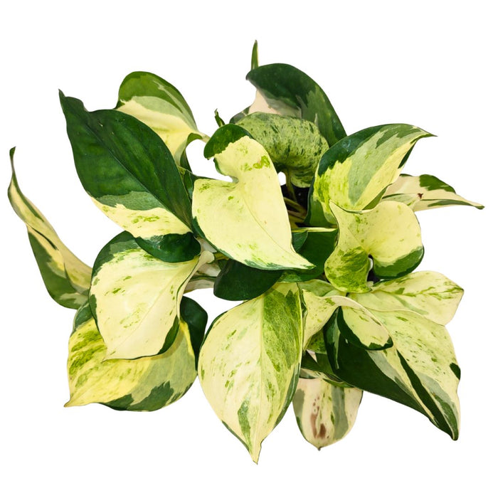 Epipremnum Aureum 'Manjula' - Cactus en ligne