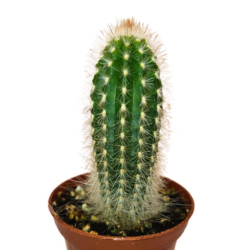 Espostoa Mirabilis - Cactus en ligne