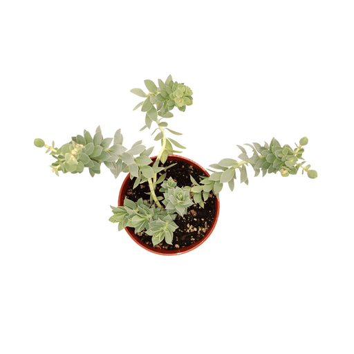 Euphorbe Myrsinite - Cactus en ligne