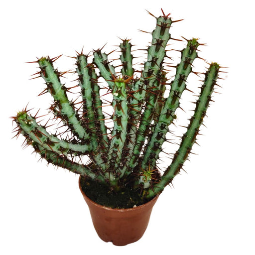 Euphorbia Aeruginosa - Cactus en ligne