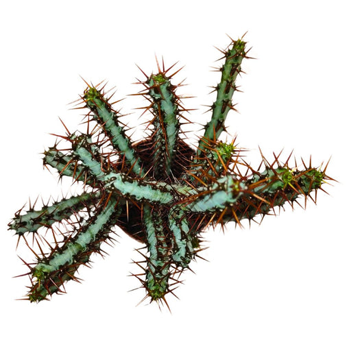 Euphorbia Aeruginosa - Cactus en ligne