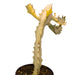 Euphorbia Lactea 'White Ghost' - Cactus en ligne