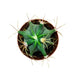 Ferocactus Histrix - Cactus en ligne