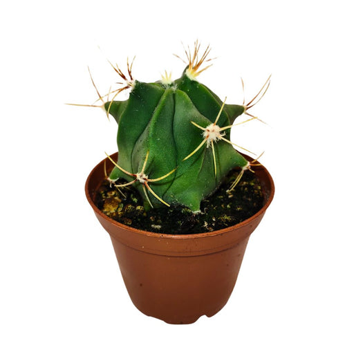 Ferocactus Histrix - Cactus en ligne