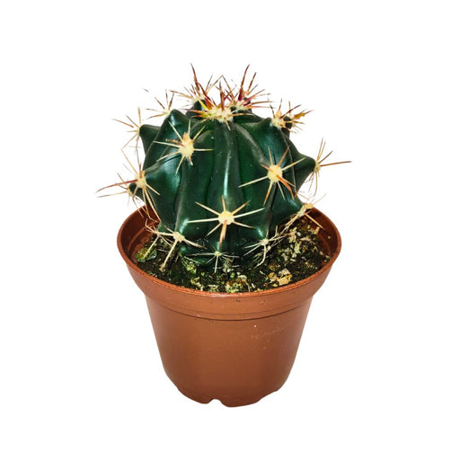 Ferocactus Peninsulae 'Horidus' - Cactus en ligne