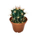 Ferocactus Peninsulae 'Horidus' - Cactus en ligne