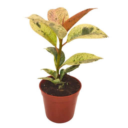 Ficus Shivereana Moonshine - Cactus en ligne