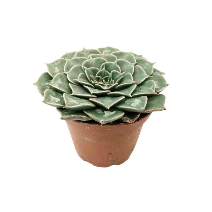 graptopetalum bellum succulent plants Graptopetalum Bellum — Cactus en Ligne