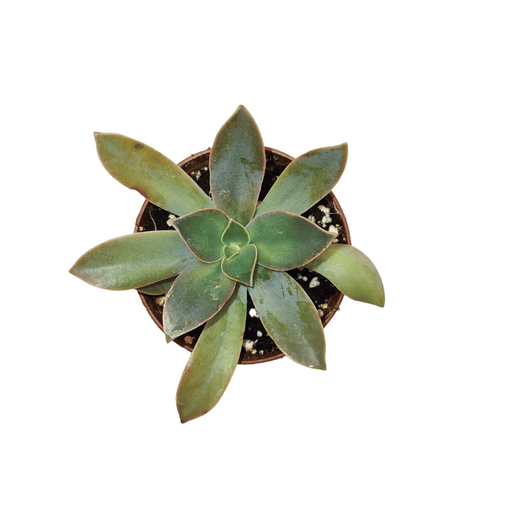 Texture Naturelle Des Plantes Succulentes Gros Plan D'un Agave