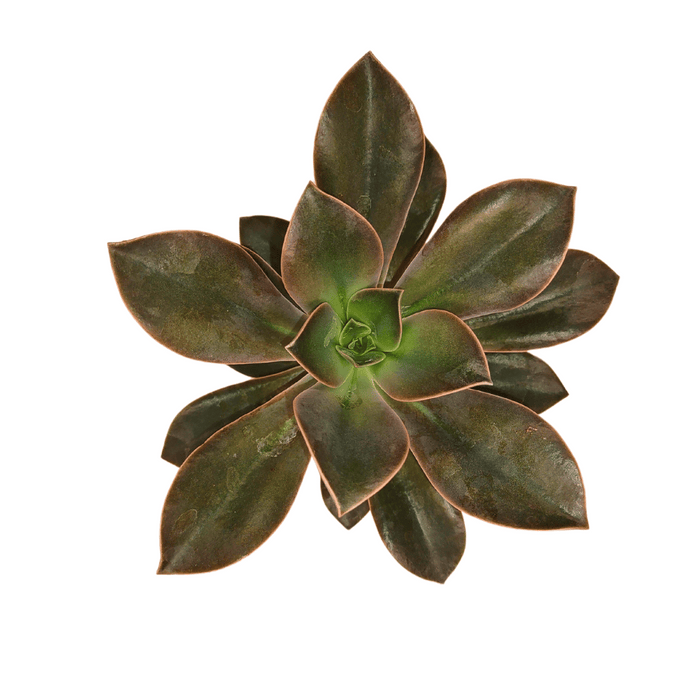 graptoveria fred ives succulent Graptoveria Fred Ives — Cactus en Ligne
