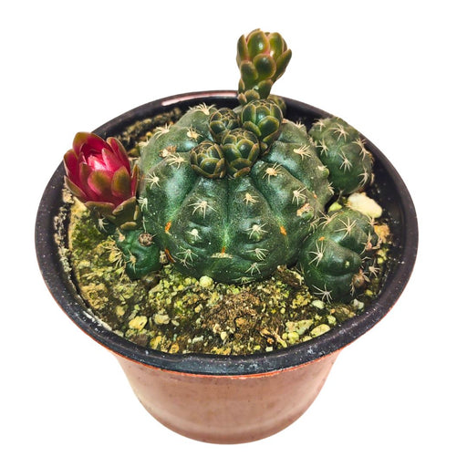 Gymnocalycium Baldianum - Cactus en ligne
