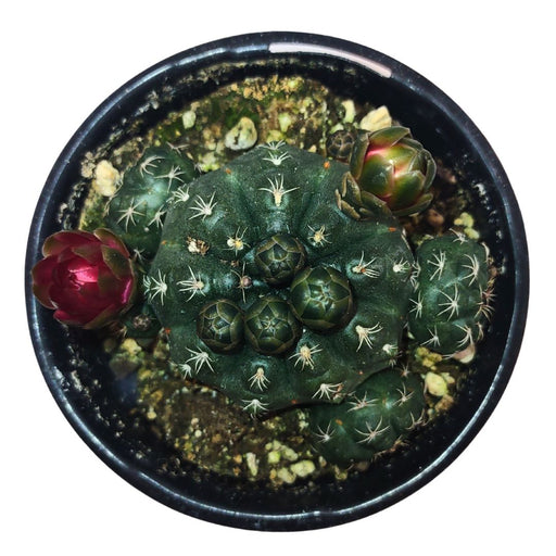 Gymnocalycium Baldianum - Cactus en ligne