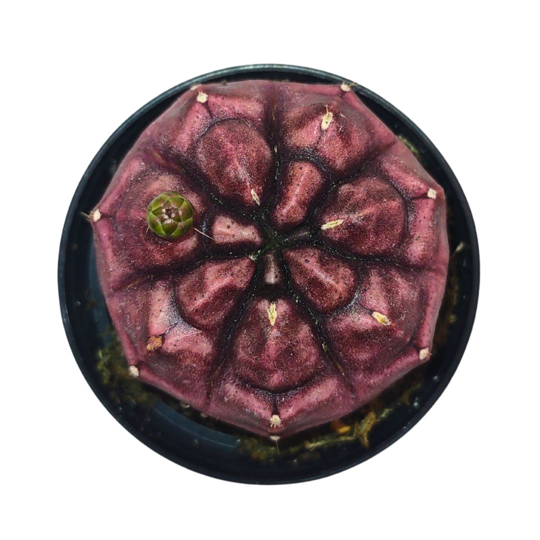 Gymnocalycium Mihanovichii — Cactus en Ligne