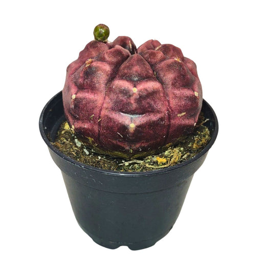 Gymnocalycium Mihanovichii - Cactus en ligne
