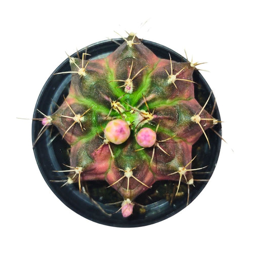 Gymnocalycium Mihanovichii Variegata - Cactus en ligne
