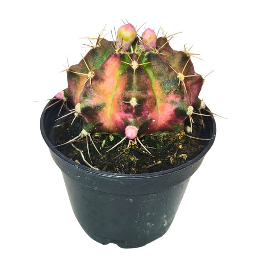 Gymnocalycium Mihanovichii Variegata - Cactus en ligne