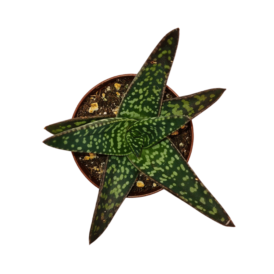 Haworthia Tiki Zilla — Cactus en Ligne