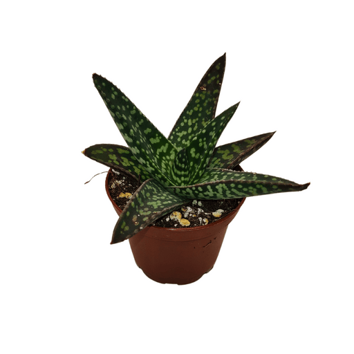 Haworthia Tiki Zilla - Cactus en ligne