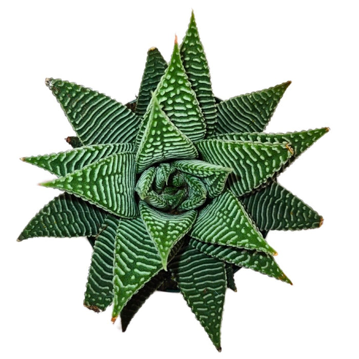 Haworthia 'Miami' - Cactus en ligne