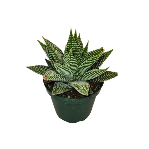 Haworthia 'Miami' - Cactus en ligne