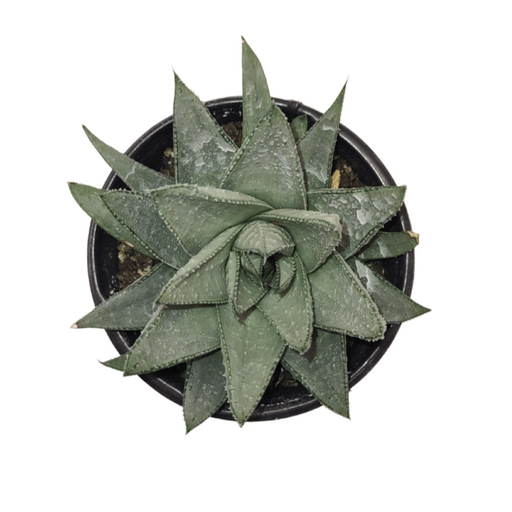 Haworthia Savanna - Cactus en ligne