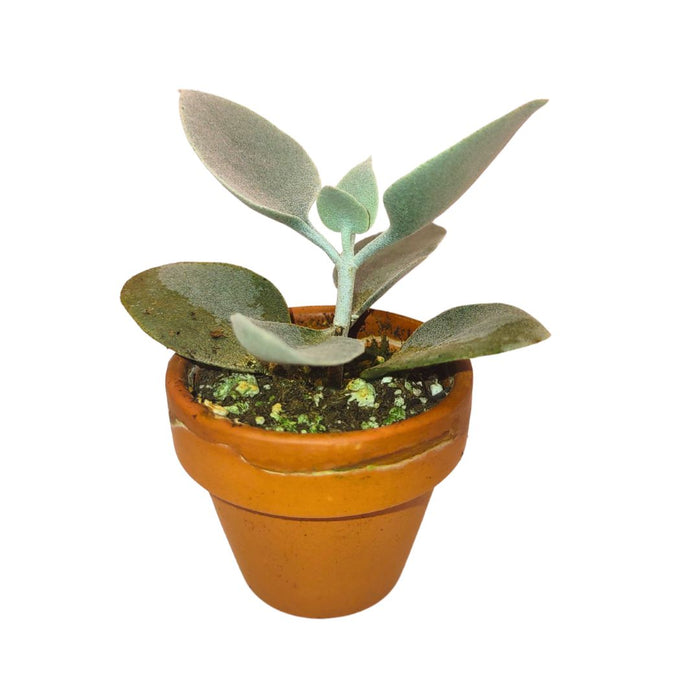 Kalanchoe Hildebrandtii (Silver Teaspoons) - Cactus en ligne