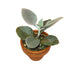 Kalanchoe Hildebrandtii (Silver Teaspoons) - Cactus en ligne