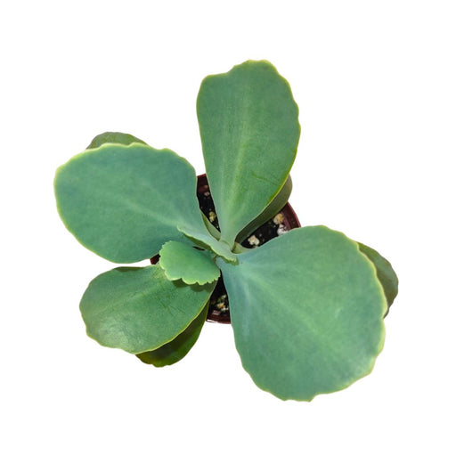 Kalanchoe Marmorata - Cactus en ligne