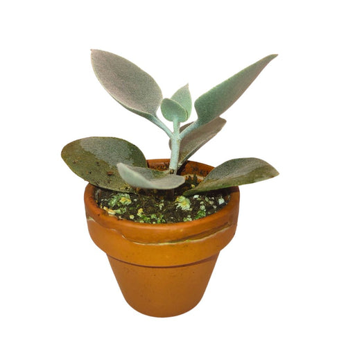 Kalanchoe Orygalis  - Cactus en ligne