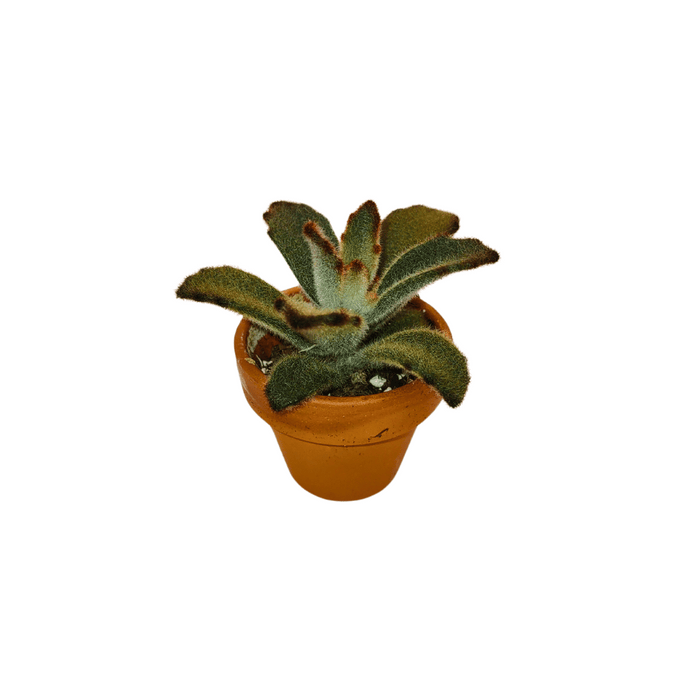 Kalanchoe Tomentosa Chocolate Soldier - Cactus en ligne