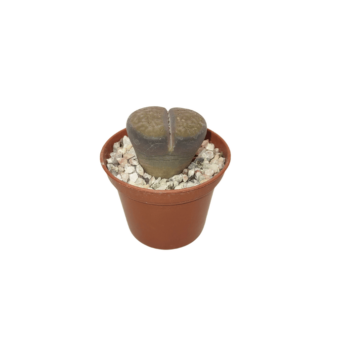 Lithops - Cactus en ligne