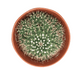 Mammillaria Compressa - Cactus en ligne