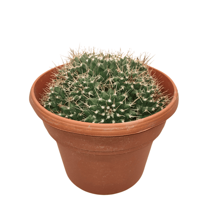 Mammillaria Compressa - Cactus en ligne