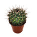 Mammillaria Compressa - Cactus en ligne