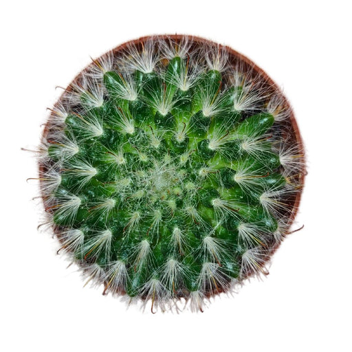 Mammillaria Hahniana - Cactus en ligne