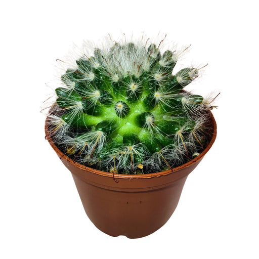 Mammillaria Hahniana - Cactus en ligne