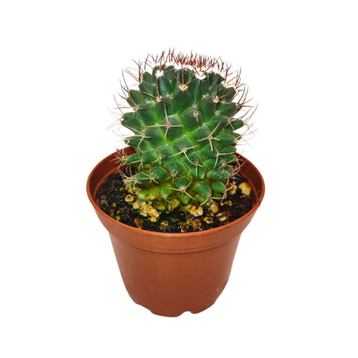 Mammillaria Polythele Hidalgensis - Cactus en ligne