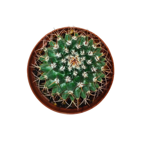 Mammillaria Polythele Hidalgensis - Cactus en ligne